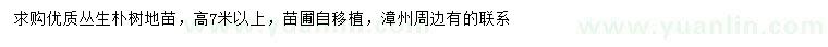 求購(gòu)高7米以上叢生樸樹