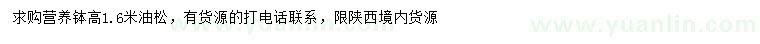求購高1.6米油松