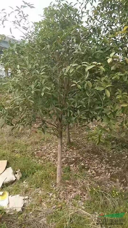 湖北桂花樹(shù)，咸寧優(yōu)質(zhì)地經(jīng)6-8公分高桿桂花樹(shù)價(jià)格