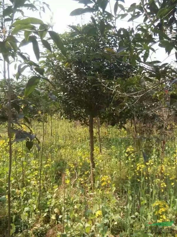 湖北桂花樹(shù)，咸寧優(yōu)質(zhì)地經(jīng)6-8公分高桿桂花樹(shù)價(jià)格