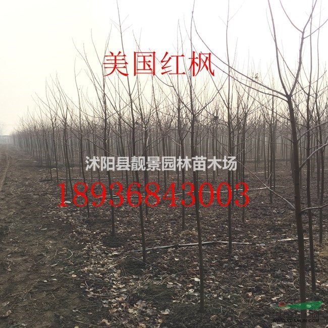 美國紅楓多少錢一棵，美國紅楓哪里有買，美國紅楓基地在哪里？