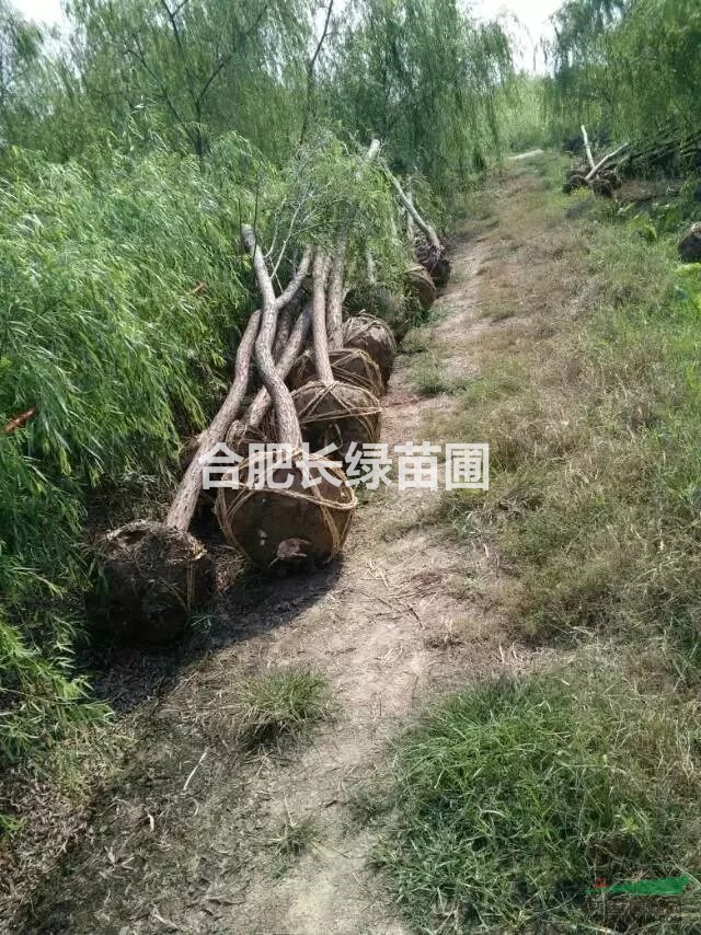安徽肥西出售垂柳，杜英，合欢，水杉，无患子，重阳木