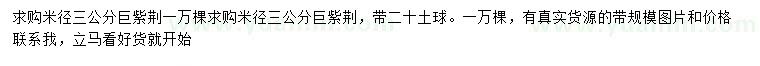 求購米徑3公分巨紫荊
