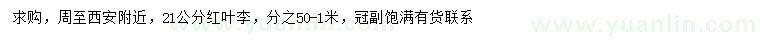 求購21公分紅葉李