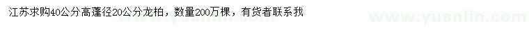 求購高40公分龍柏