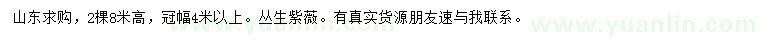 求購(gòu)高8米叢生紫薇