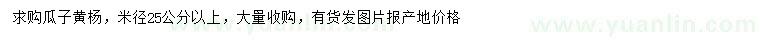 求購米徑25公分以上瓜子黃楊