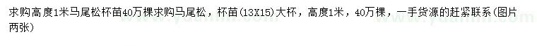求購高1米馬尾松