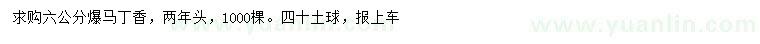 求購6公分爆馬丁香