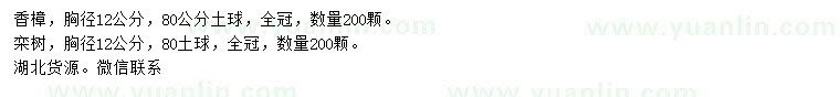 求購(gòu)胸徑12公分香樟、欒樹(shù)