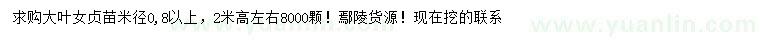 求購米徑0.8公分以上大葉女貞