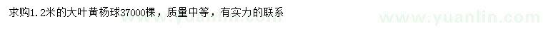求購1.2米大葉黃楊球
