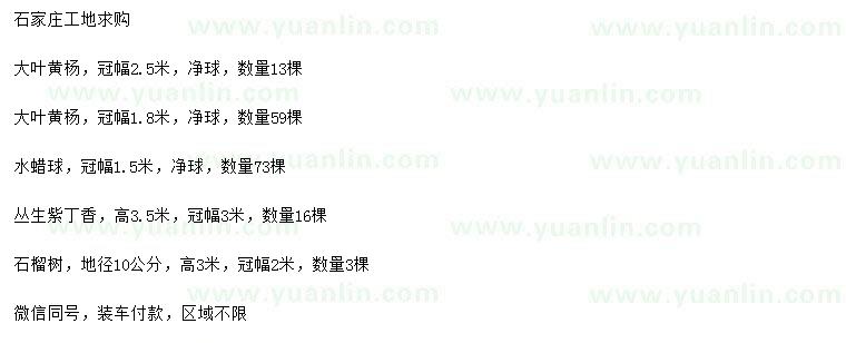 求購大葉黃楊球、水蠟球、叢生紫丁香等