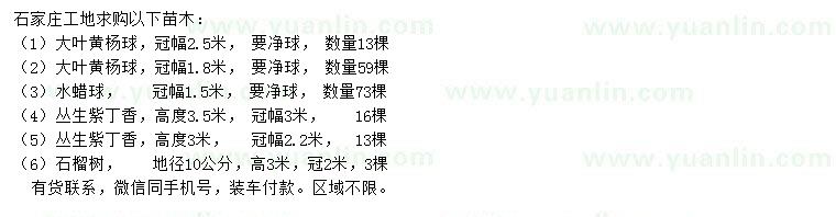 求購大葉黃楊球、水蠟球、叢生紫丁香等