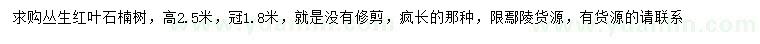求購高2.5米叢生紅葉石楠樹