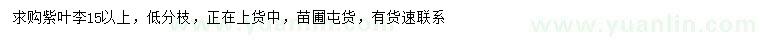 求購15公分上紫葉李
