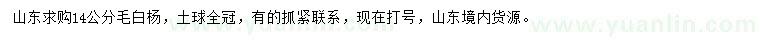 求購14公分毛白楊