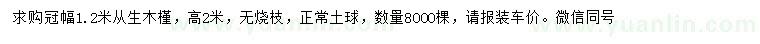 求購冠幅1.2米從生木槿