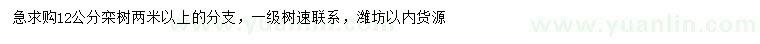 求購12公分欒樹