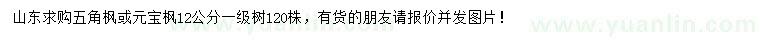 求購12公分五角楓或元寶楓