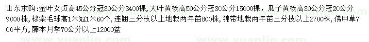 求購金葉女貞、大葉黃楊、瓜子黃楊等