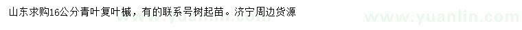 求購16公分青葉復(fù)葉槭