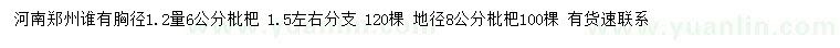 求購胸徑1.2米量6公分、地徑8公分枇杷