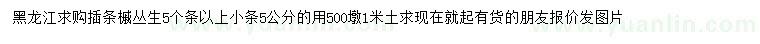 求購叢生插條槭