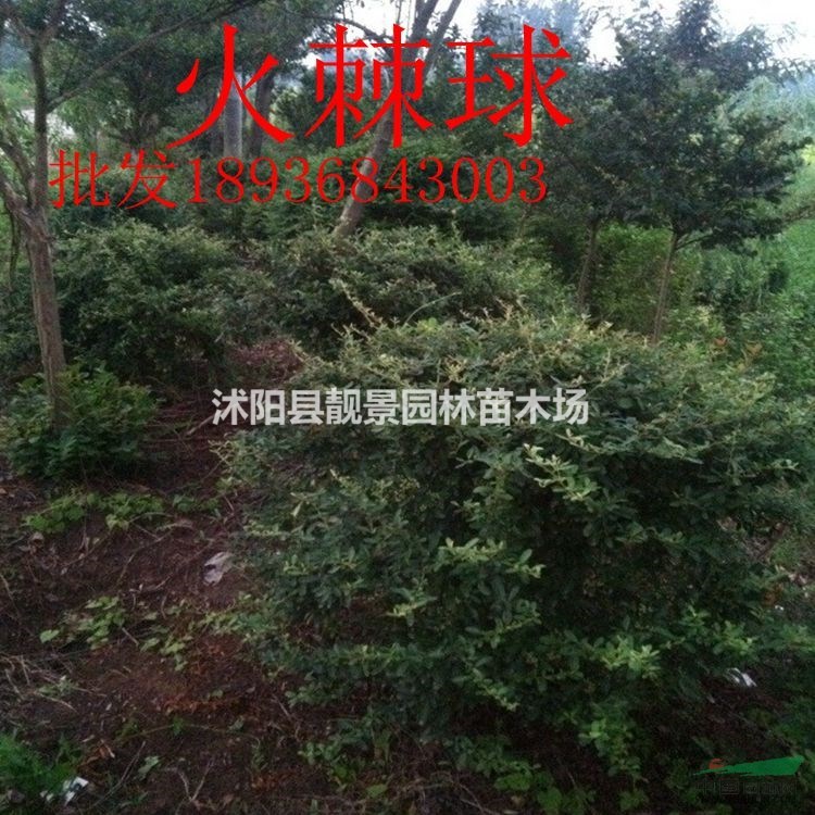 目前火棘苗多少钱一棵,火棘50公分高多少钱,火棘哪里有卖?