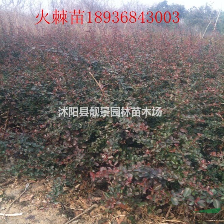 目前火棘苗多少钱一棵,火棘50公分高多少钱,火棘哪里有卖?