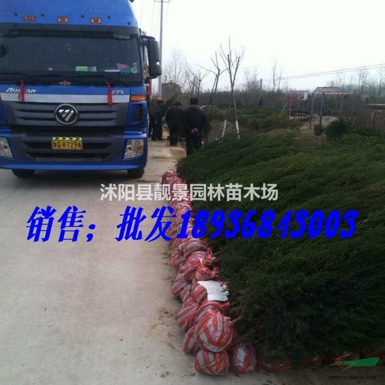 目前刺柏1.5米高多少钱,刺柏基地在哪里,刺柏那里有卖?