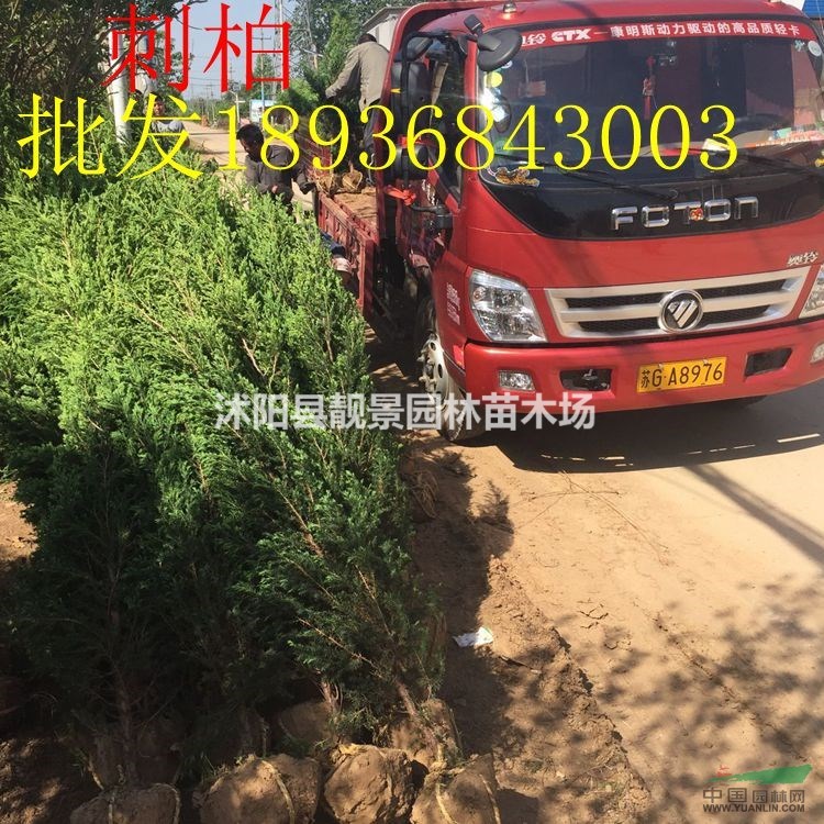 目前刺柏1.5米高多少钱,刺柏基地在哪里,刺柏那里有卖?