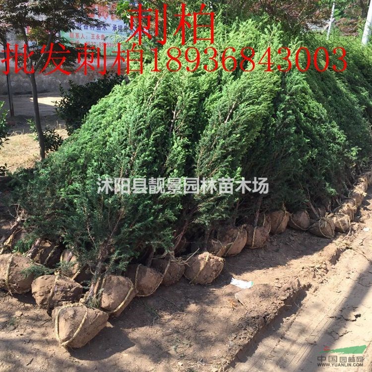 目前刺柏1.5米高多少钱,刺柏基地在哪里,刺柏那里有卖?