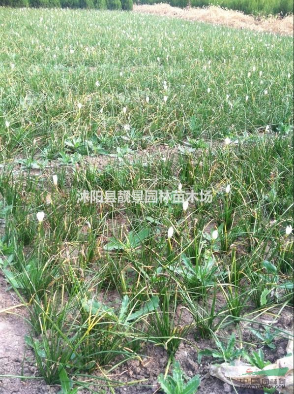 葱兰现在多少钱一棵,葱兰产地在哪里,购买葱兰可以快递发货