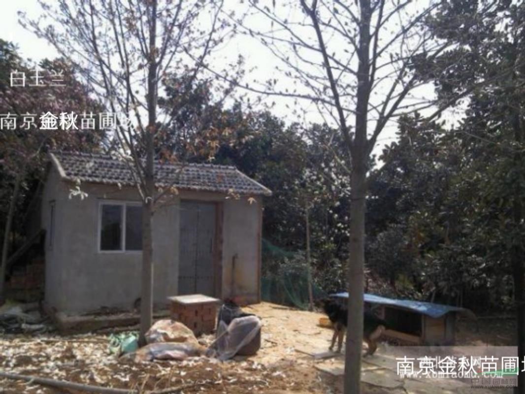 桿徑15公分16公分白玉蘭價(jià)格