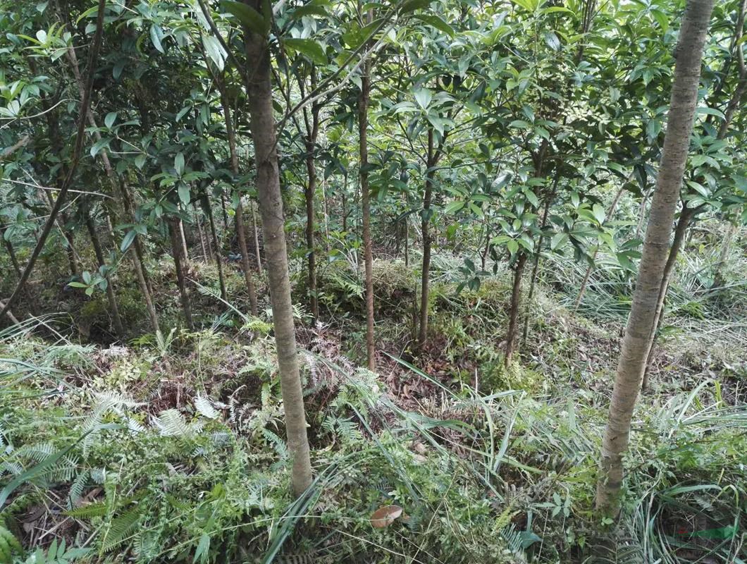 桂花小苗