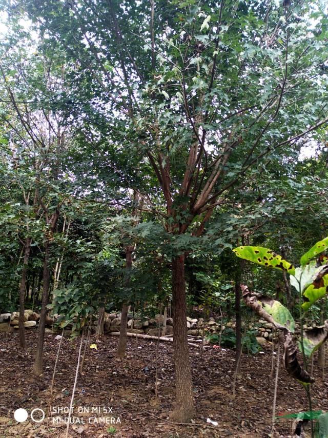河南地區(qū)供應(yīng)五角楓，五角楓銷售