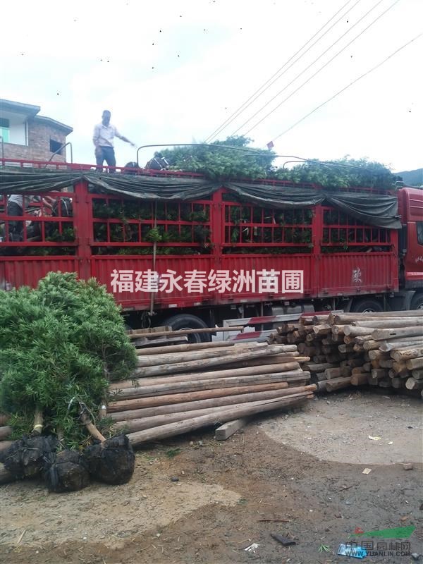 5公分羅漢松價(jià)格，征地羅漢松哪里便宜，哪里有大量垃圾羅漢松