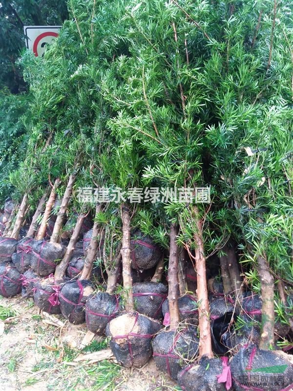 5公分羅漢松價(jià)格，征地羅漢松哪里便宜，哪里有大量垃圾羅漢松