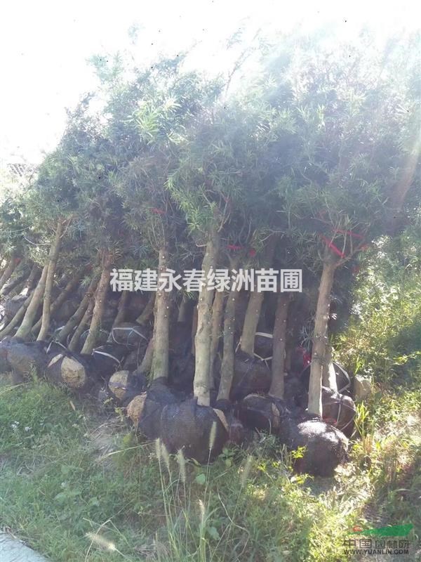 8公分羅漢松價格，8公分征地羅漢松哪里便宜，哪里有大量羅漢松