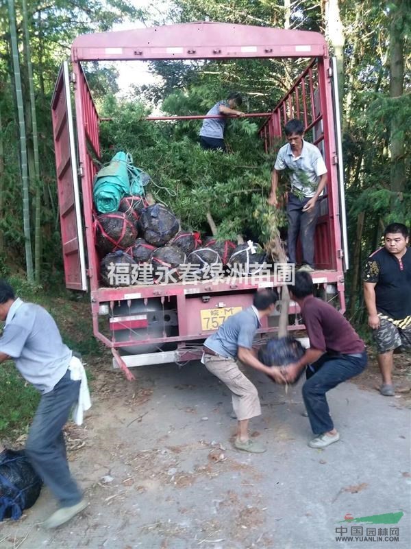 8公分羅漢松價格，8公分征地羅漢松哪里便宜，哪里有大量羅漢松