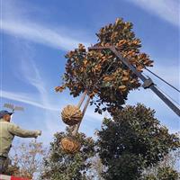 7公分廣玉蘭，裝車圖，產(chǎn)地直銷，價格從優(yōu)