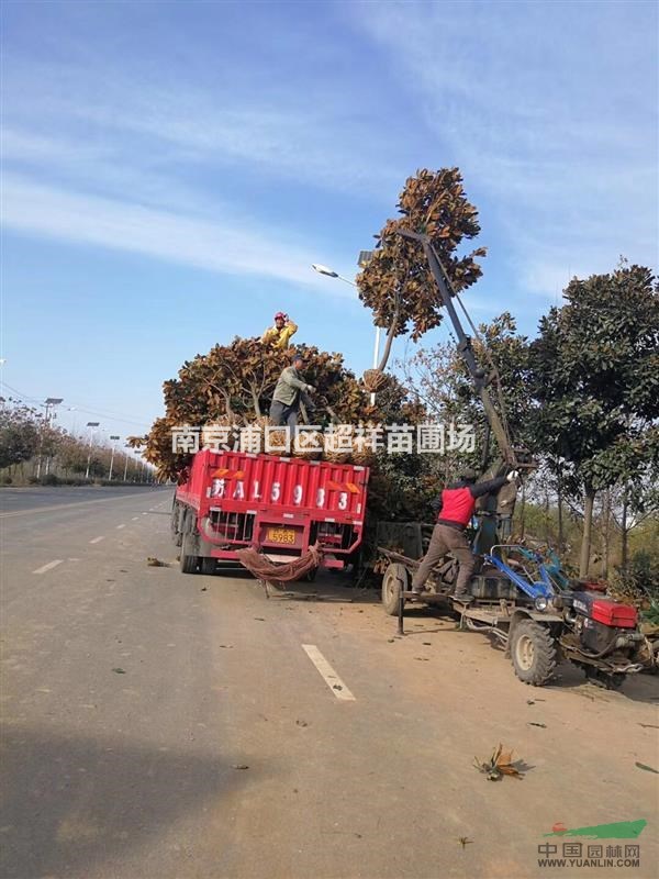 7公分廣玉蘭，裝車圖，產(chǎn)地直銷，價格從優(yōu)