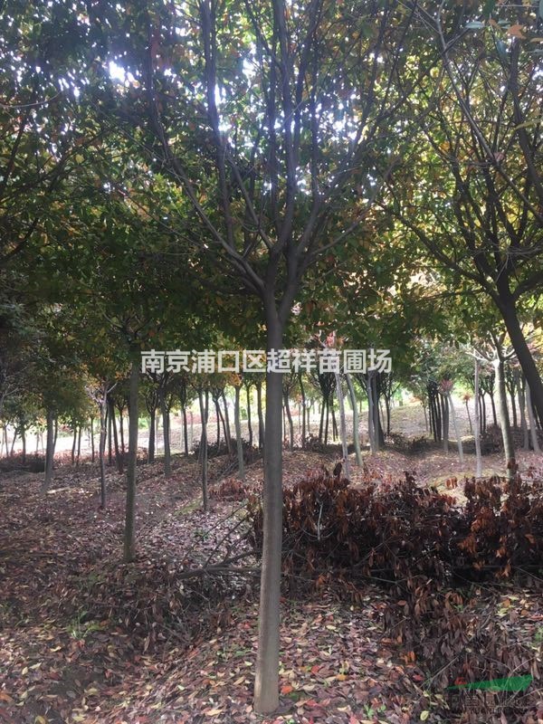 高桿石楠，2017年石楠價(jià)格，石楠哪里最便宜？