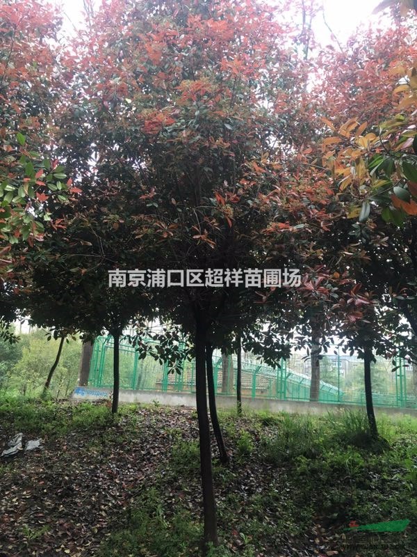 高桿石楠，2017年石楠價(jià)格，石楠哪里最便宜？