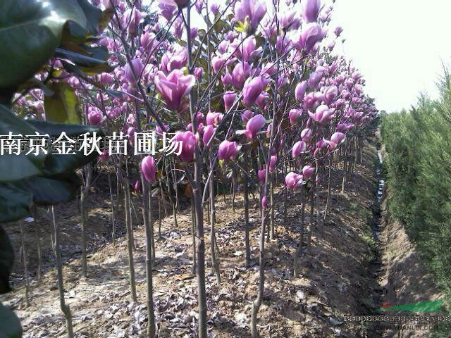 3公分、4公分、5公分紅玉蘭價(jià)格