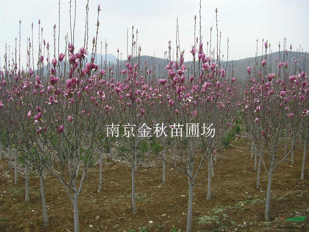 3公分、4公分、5公分紅玉蘭價(jià)格