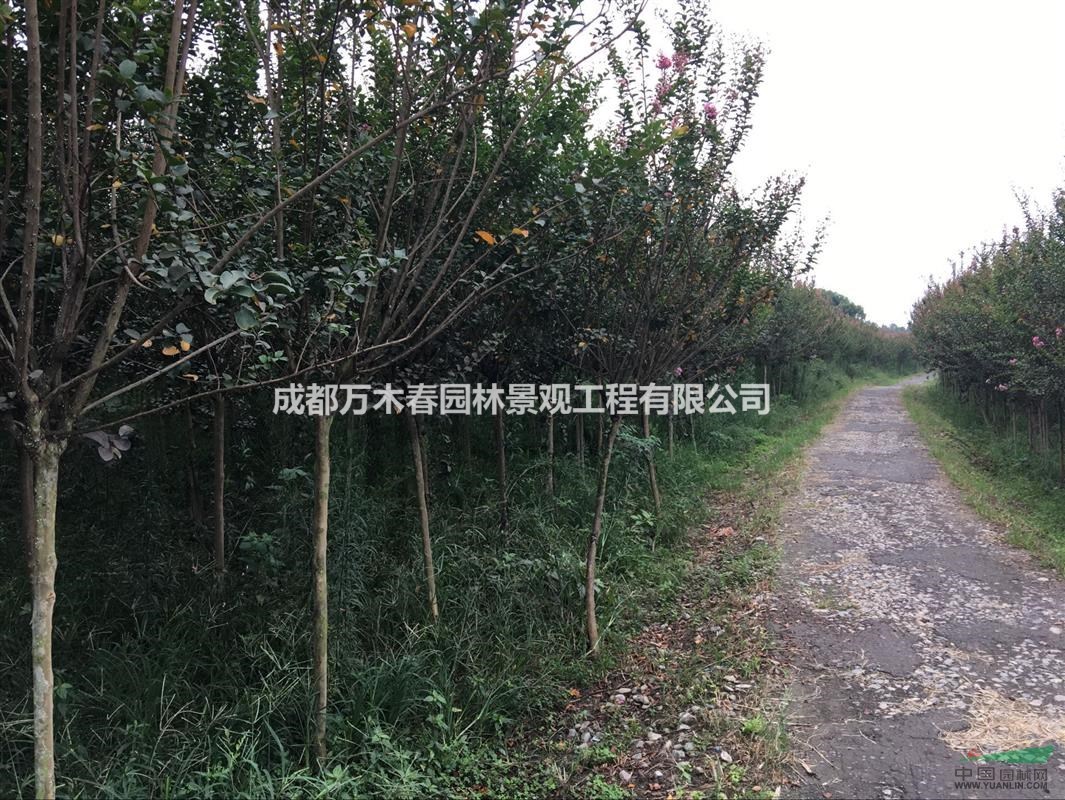 長(zhǎng)期收購(gòu)各種占地、騰地紫薇、銀杏、櫻花、楨楠等喬木