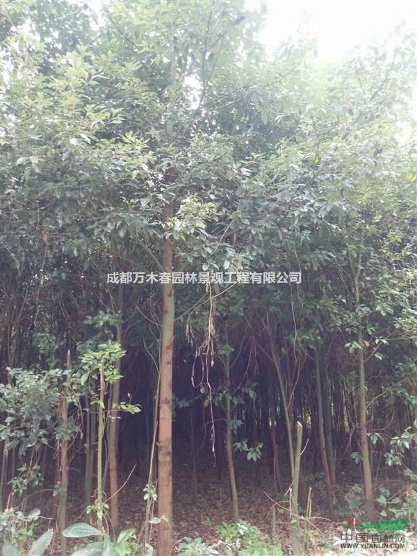 長(zhǎng)期收購(gòu)各種占地、騰地紫薇、銀杏、櫻花、楨楠等喬木