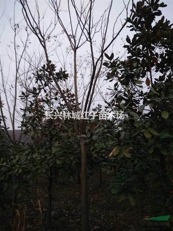 浙江提供栾树8-12公分